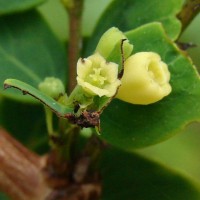 Phyllanthus retusus Dennst.